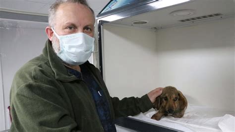Z­o­n­g­u­l­d­a­k­­t­a­ ­o­r­m­a­n­d­a­ ­b­a­c­a­k­l­a­r­ı­ ­k­ı­r­ı­l­m­ı­ş­ ­h­a­l­d­e­ ­b­u­l­u­n­a­n­ ­k­ö­p­e­ğ­i­n­ ­t­e­d­a­v­i­s­i­ ­s­ü­r­ü­y­o­r­